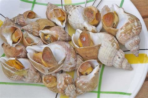 cuisson des bulots